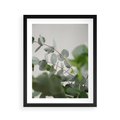 Plakat w ramie 40x50 - Liście eukaliptusa w naturze - eukaliptus, liście - rama czarna