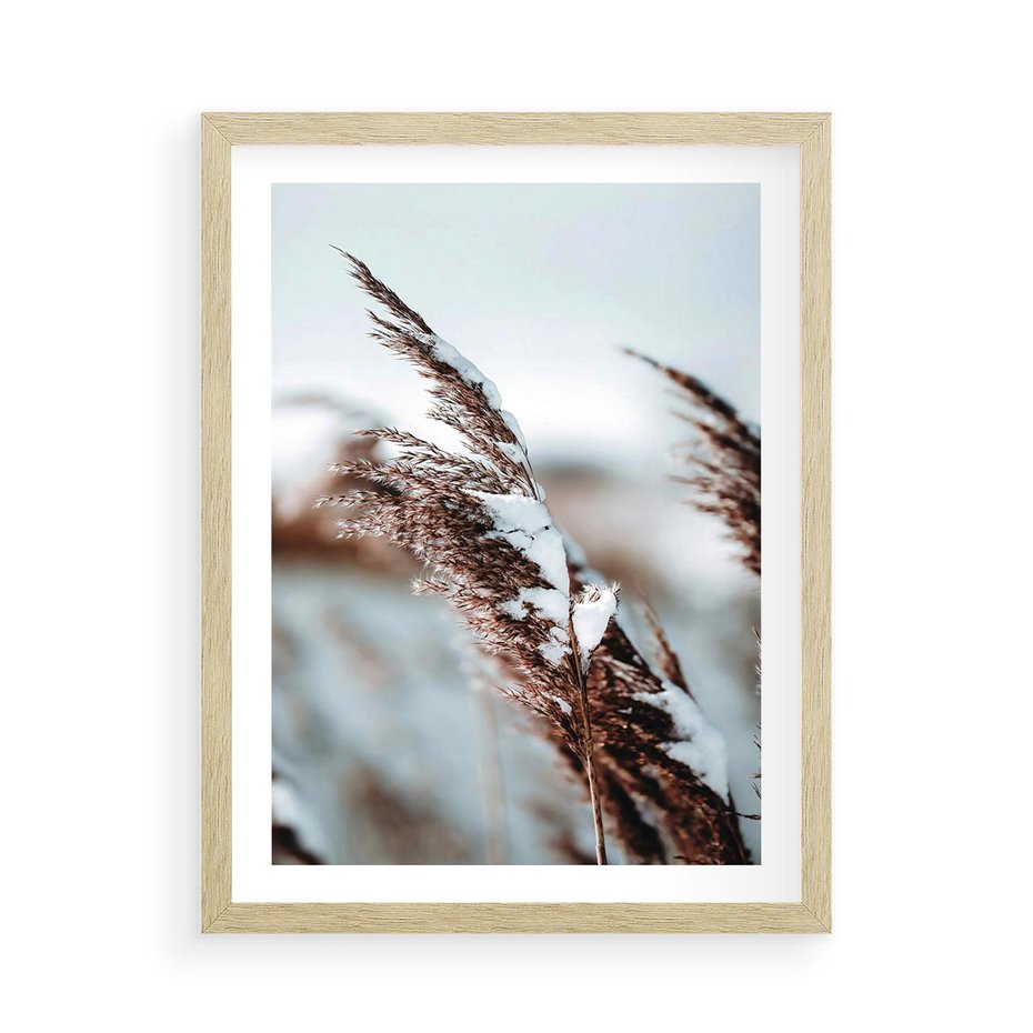 Plakat w ramie 50x70 - Zima na Suchych Trawach - suche trawy, śnieg wysokich na trawach - rama drewno