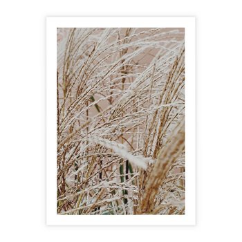 Plakat bez ramy 21x30 - Beżowa Trawa - suche trawy, zbliżenie