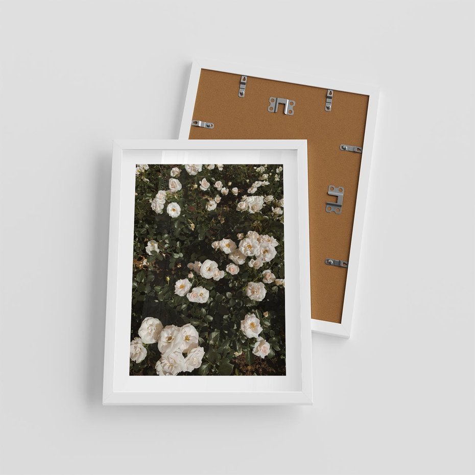 Plakat w ramie 30x40 - Czyste Piękno - białe kwiaty, białe róże - rama biała
