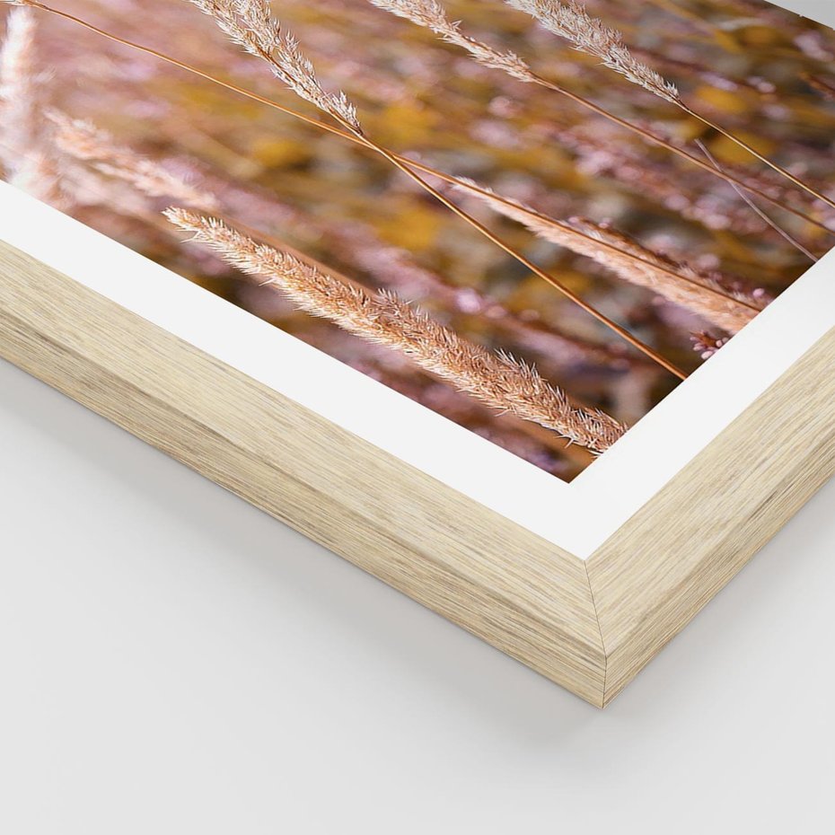 Plakat w ramie 30x40 - Sucha Trawa w Sierpniu - trawy, łąka - rama drewno