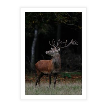 Plakat bez ramy 21x30 - Spotkanie z naturą - jeleń, las