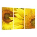 Obraz na płótnie 120x80 - Słoneczniki: Promień nadziei - słoneczniki, kwiaty