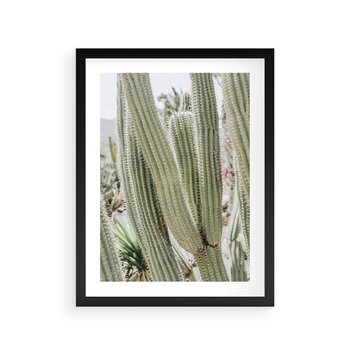 Plakat w ramie 50x70 - Duże Kaktusy w Pejzażu - kaktus, duże kaktusy na pustyni - rama czarna