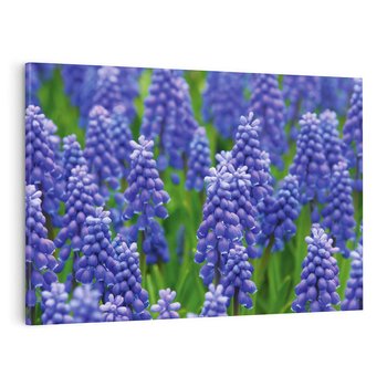 Obraz na płótnie 70x50 - Urok Lawendy - lawenda, kwiat