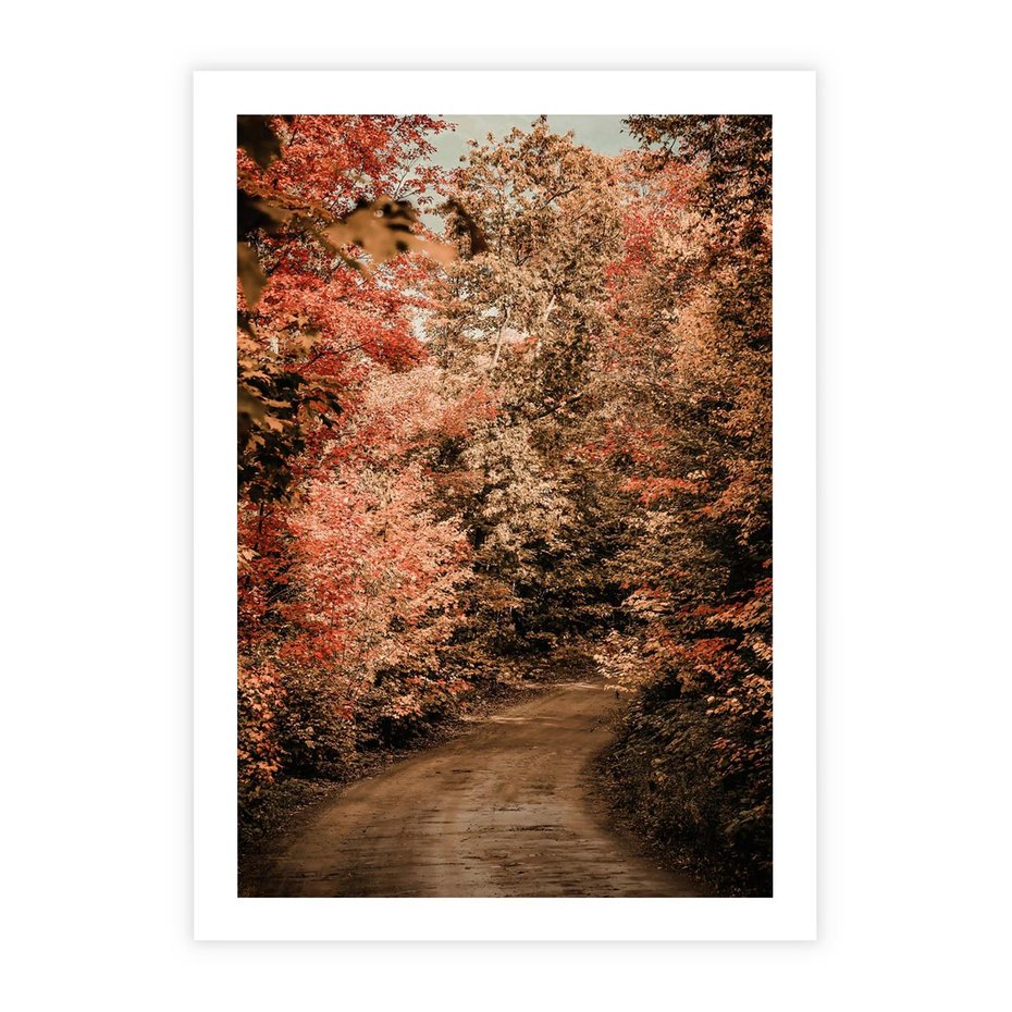 Plakat bez ramy 50x70 - Obraz przedstawia jesienne drzewa i czerwone liście na ścieżce w lesie. Ta sceneria doskonale oddaje urok i kolorystykę jesieni w lesie. - las, jesień