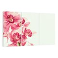 Obraz na płótnie 120x80 - Orchidea - delikatne kwiaty - orchidea, kwiaty