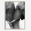 Obraz w ramie 50x70 - Spotkanie Mądrości - fotografia czarno biała, dwa słonie - rama drewno