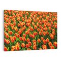 Obraz na płótnie 70x50 - Tulipanowa eksplozja - tulipany, kwiaty