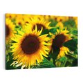 Obraz na płótnie 70x50 - Słonecznikowa Energia - słonecznik, kwiat