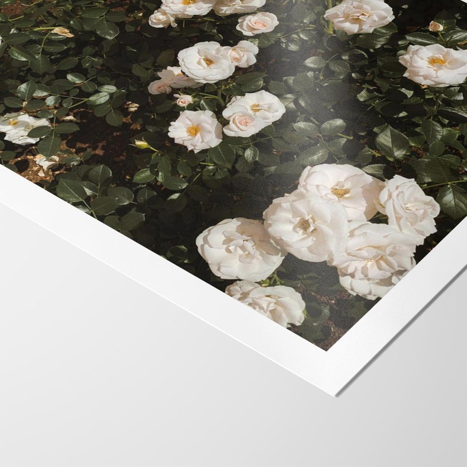 Plakat bez ramy 30x40 - Czyste Piękno - białe kwiaty, białe róże