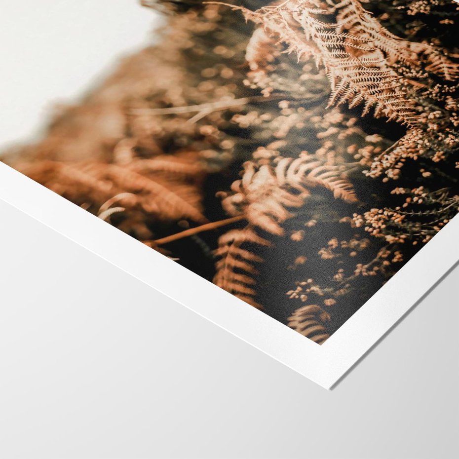 Plakat bez ramy 21x30 - Jesienna Harmonia - suche paprocie, jesienny krajobraz