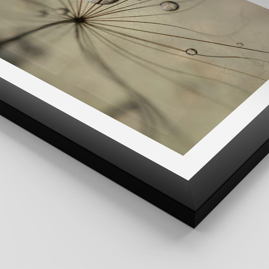 Plakat w ramie 40x50 - Delikatność dmuchawców - dmuchawce, krople - rama czarna