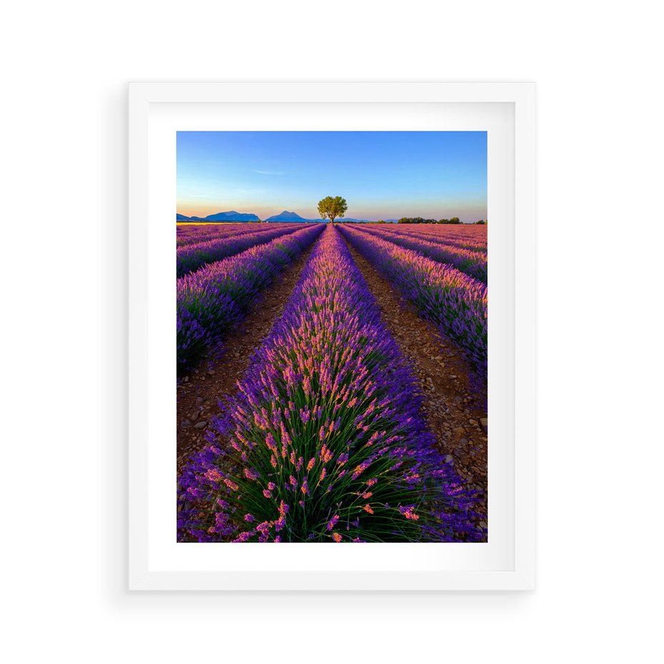 Plakat w ramie 40x50 - Fioletowa Magia - pole, lawendy - rama biała