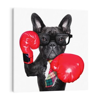 Obraz na płótnie 50x50 - Boksujący mops - pies - boks, mops