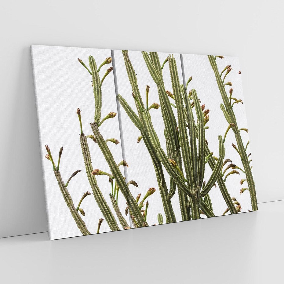 Obraz na płótnie 120x80 - Ekskluzywna Roślinność - kaktusy, liście