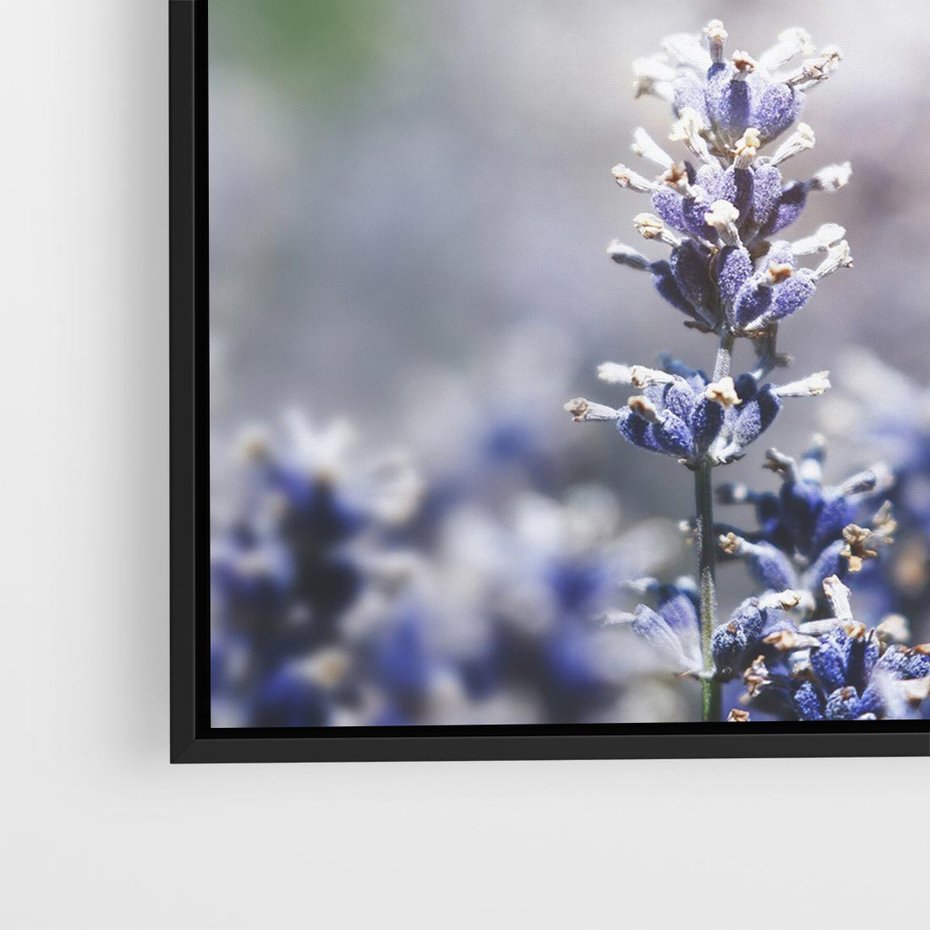 Obraz w ramie 50x50 - Delikatna Uroda Natury - wrzosy, fiolet - rama czarna