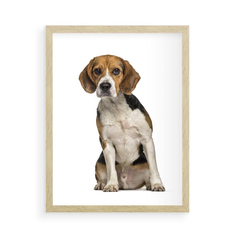 Plakat w ramie 50x70 - Wierność i radość - pies, piesek - rama drewno
