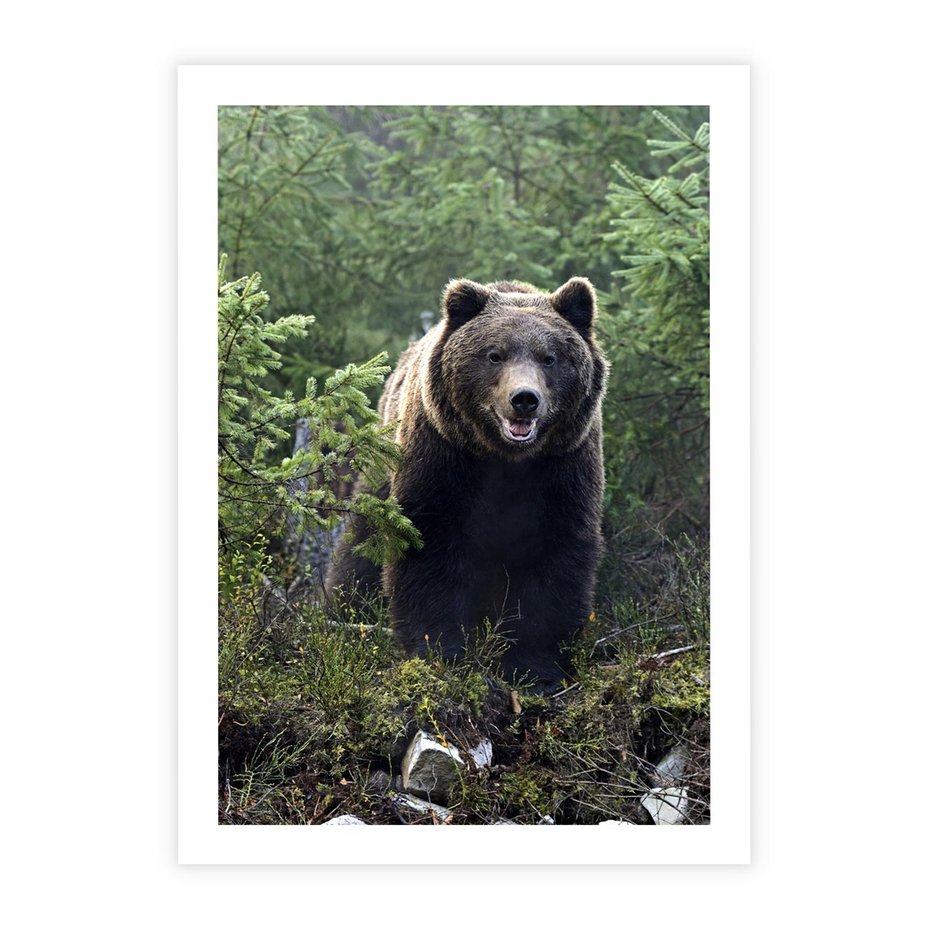 Plakat bez ramy 50x70 - Spotkanie z Niedźwiedziem w Lesie - niedźwiedź, las