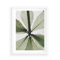 Plakat w ramie 50x70 - Jasna Zieleń w Makro - makro zdjęcie liści, jasna zieleń - rama biała