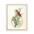 Plakat w ramie 40x50 - Rozkwitająca Delikatność - japońska sztuka, ptak - rama drewno