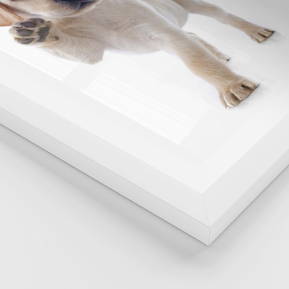 Plakat w ramie 40x50 - Szczeniak pełen radości - piesek, szczeniak - rama biała