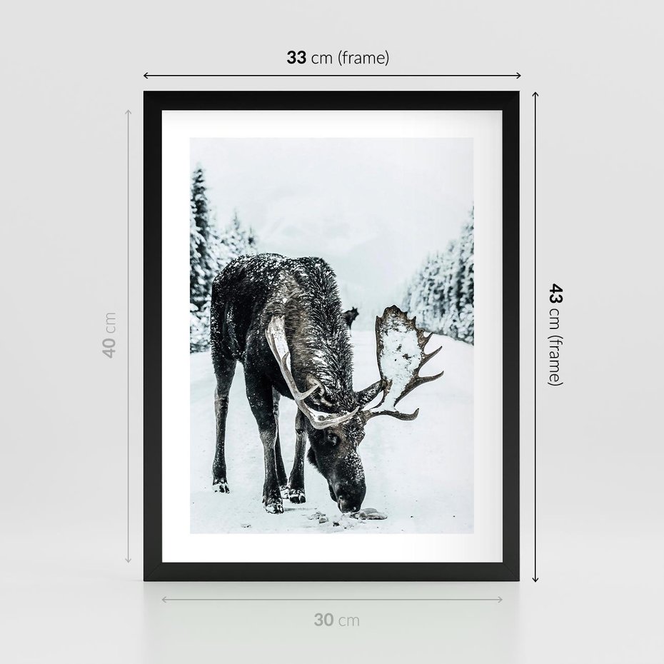 Plakat w ramie 30x40 - Zimowy Portret Łosia - łoś w zimowej scenerii - rama czarna