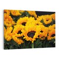 Obraz na płótnie 100x70 - promień słoneczny w kwiatowym świecie - słoneczniki, kwiat