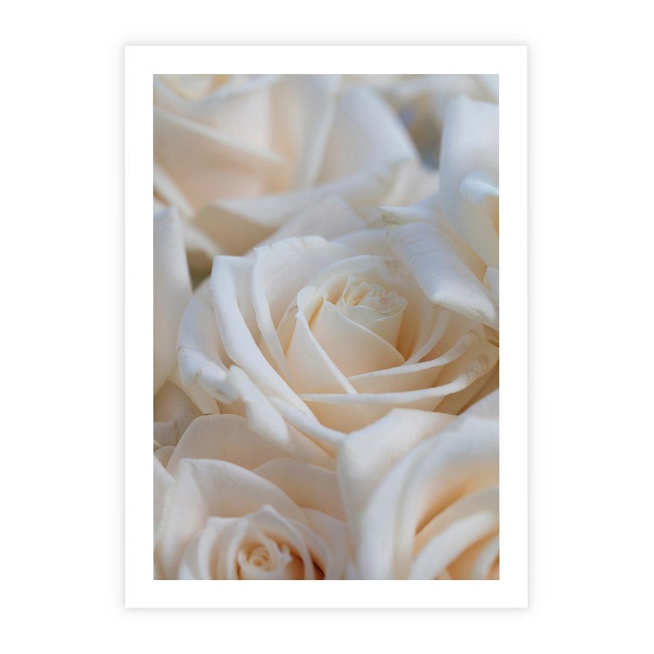 Plakat bez ramy 30x40 - Białe róże piękności - białe, róże