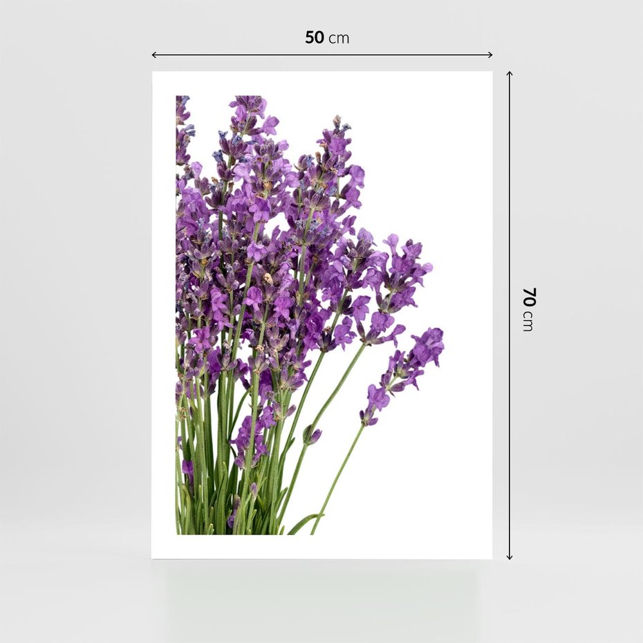 Plakat bez ramy 50x70 - Pola lawendy w pełnym rozkwicie - lawenda, kwiaty