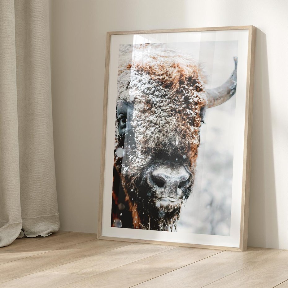 Plakat w ramie 30x40 - Żubr w Krainie Śniegu - żubr, zima - rama drewno