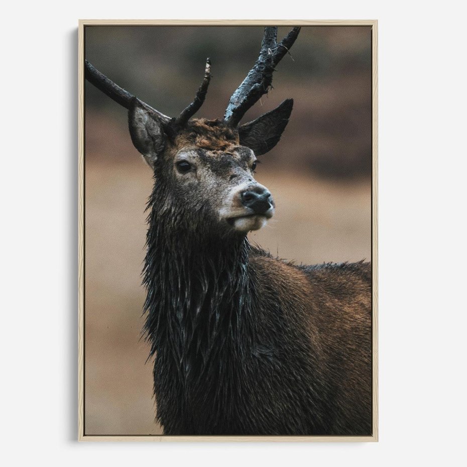 Obraz w ramie 50x70 - Spokojny jeleń - jeleń, las - rama drewno