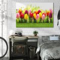 Obraz na płótnie 120x80 - delikatność kwiatowego świata - tulipany, kwiaty