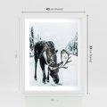 Plakat w ramie 40x50 - Zimowy Portret Łosia - łoś w zimowej scenerii - rama biała