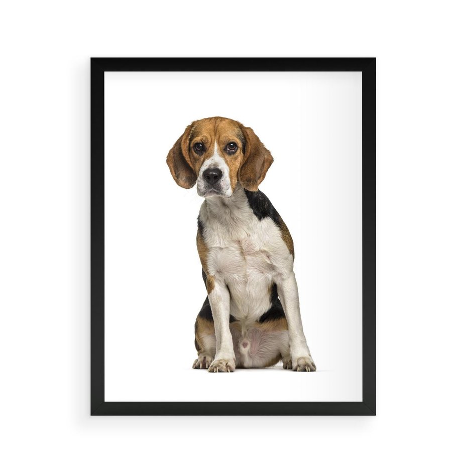 Plakat w ramie 40x50 - Wierność i radość - pies, piesek - rama czarna