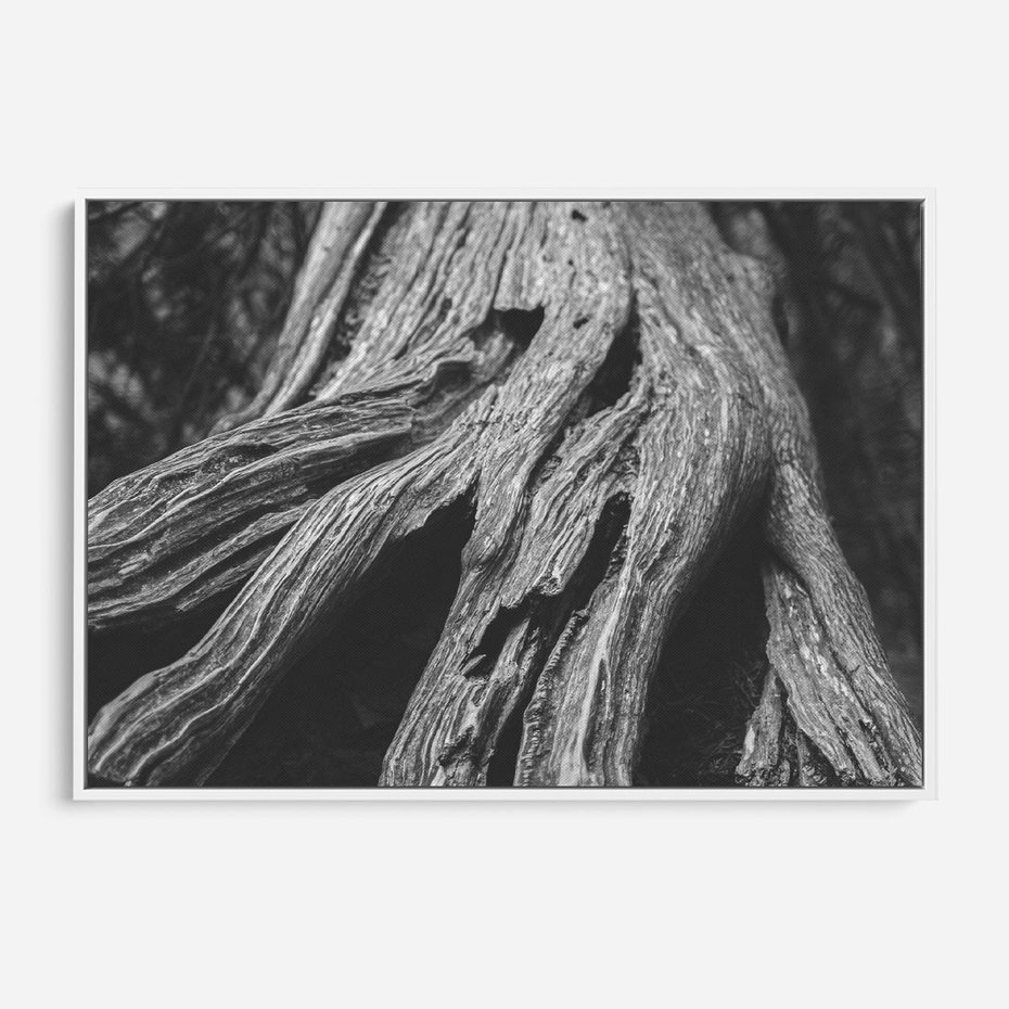 Obraz w ramie 120x80 - Siła Natury - czarno biała fotografia, korzenie wielkiego drzewa - rama biała