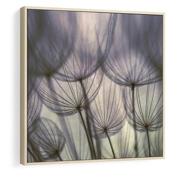 Obraz w ramie 50x50 - Makro dmuchawiec - piękno drobnych detali - dmuchawce, makro - rama drewno