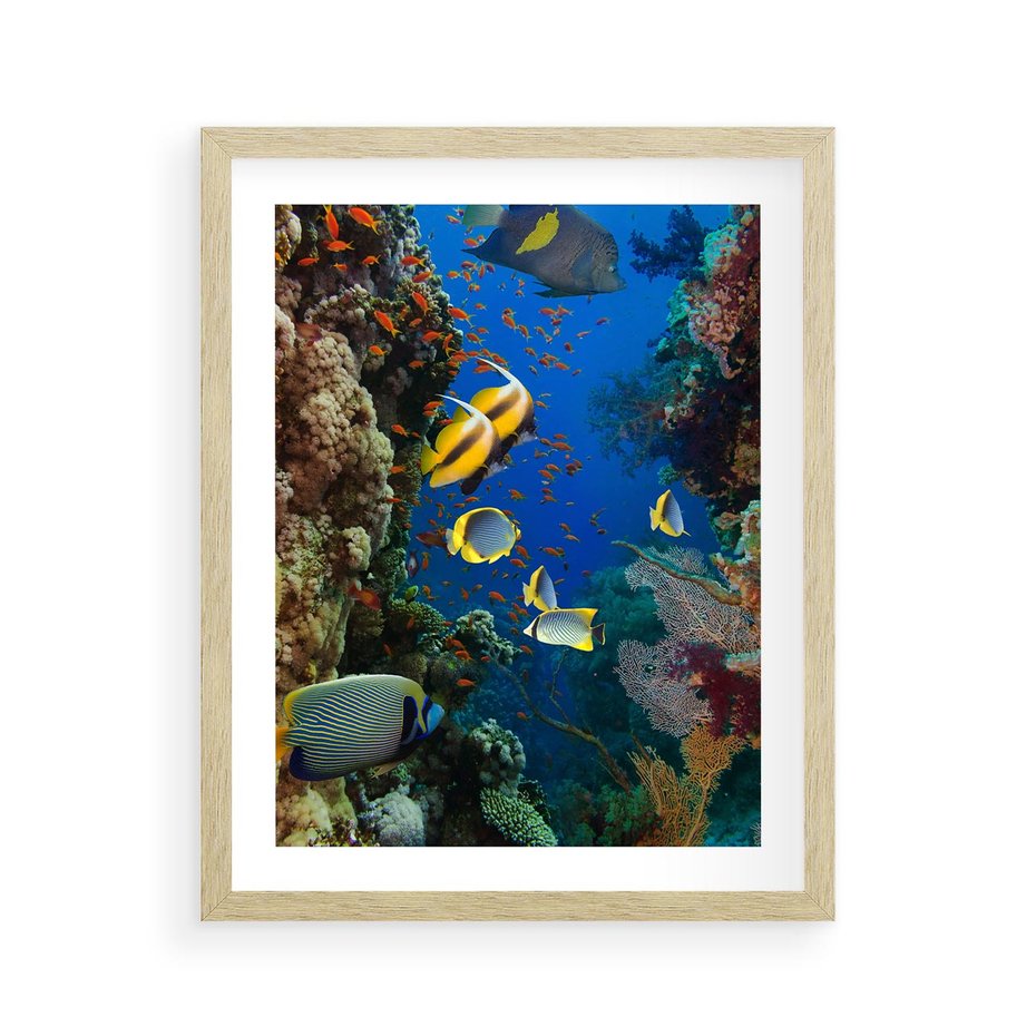 Plakat w ramie 40x50 - Podwodne królestwo rafy koralowej - rafa, koralowa - rama drewno