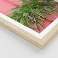 Plakat w ramie 30x40 - Fotografia Rośliny z Różowym Tłem - fotografia, zielona roślina na tle różwj ściany - rama drewno