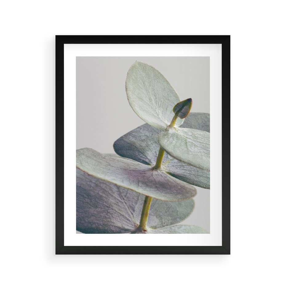 Plakat w ramie 40x50 - Zbliżenie Liści Eukaliptusa - eukaliptus, zbliżenie - rama czarna