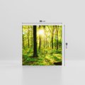 Obraz na płótnie 30x30 - Mistyfikujący las - las, drzewa