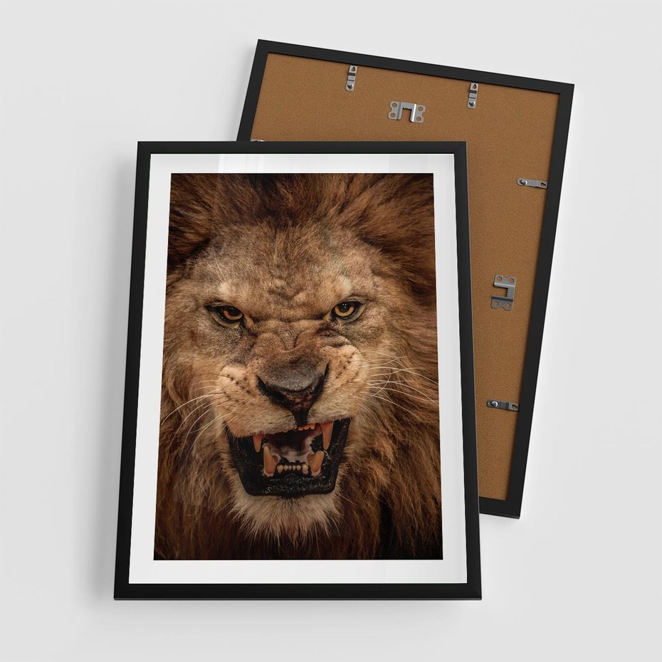 Plakat w ramie 50x70 - Władca Sawanny - lew, sawanna - rama czarna