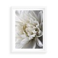 Plakat w ramie 50x70 - Białe Kwiaty Delikatności - białe, kwiaty - rama biała