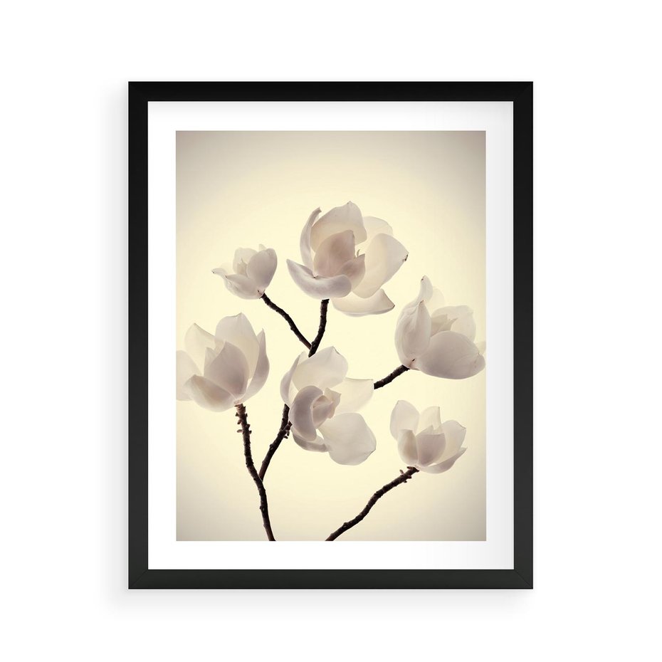 Plakat w ramie 40x50 - Elegancja Natury - magnolia, białe - rama czarna