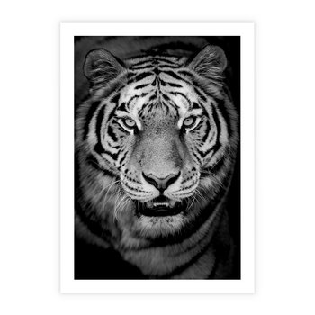 Plakat bez ramy 21x30 - Tygrys Czarno-Biały: Siła i Delikatność - tygrys, czarno