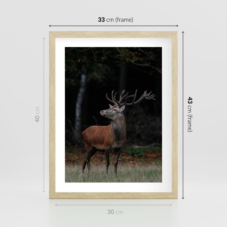Plakat w ramie 30x40 - Spotkanie z naturą - jeleń, las - rama drewno