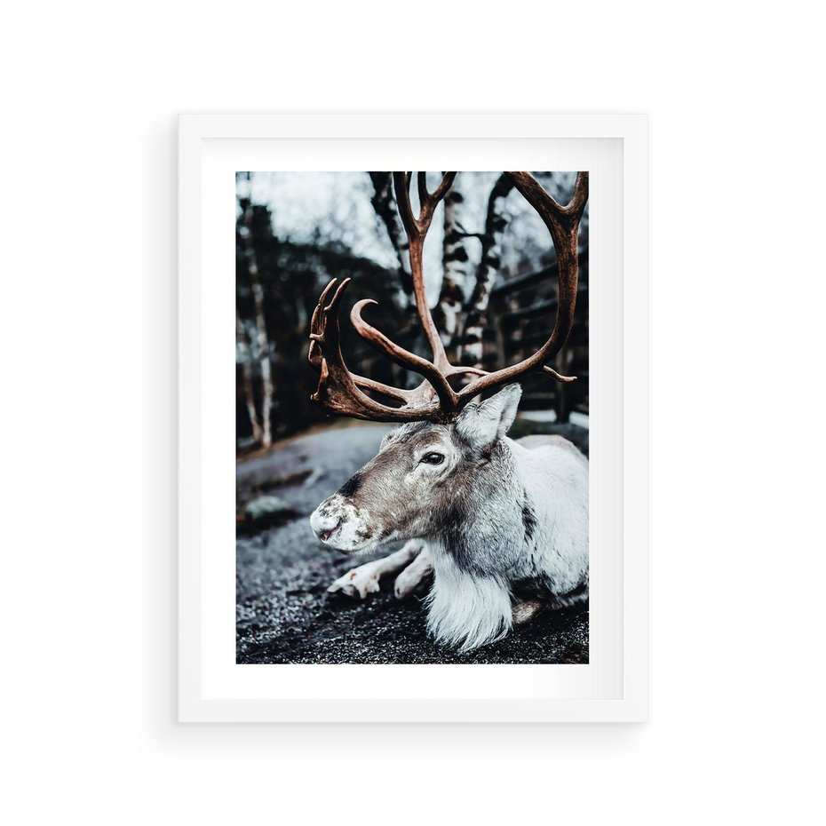 Plakat w ramie 30x40 - W Zimowej Krainie - renifer, zima - rama biała