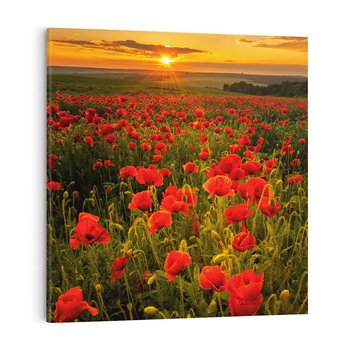 Obraz na płótnie 40x40 - Maki przy zachodzie słońca - maki, zachód