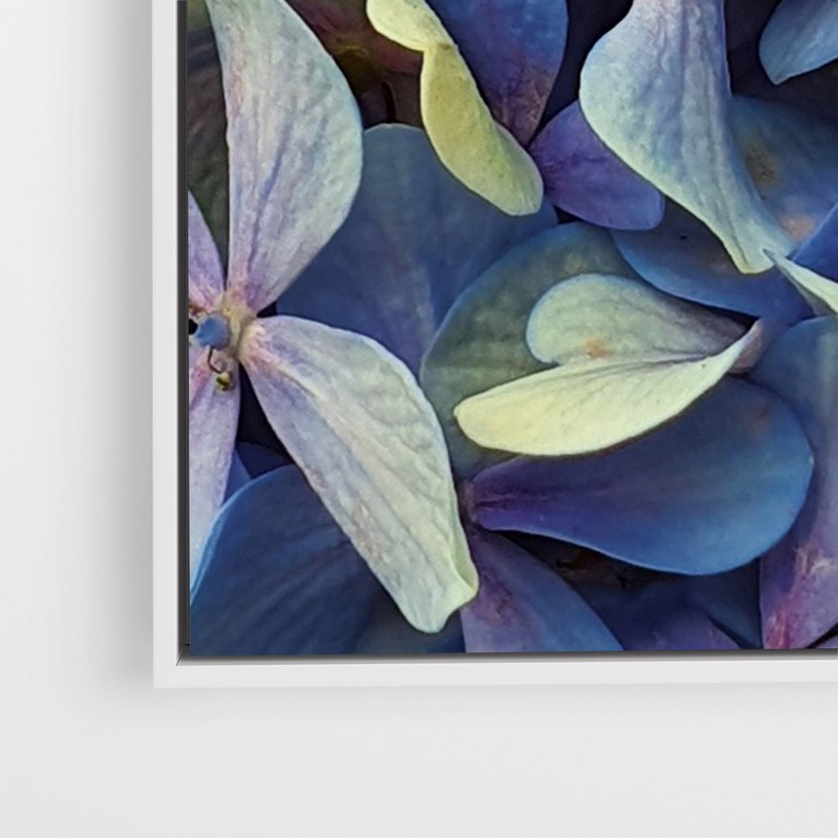 Obraz w ramie 70x100 - Hortensja - delikatność kwiatów - hortensja, kwiaty - rama biała