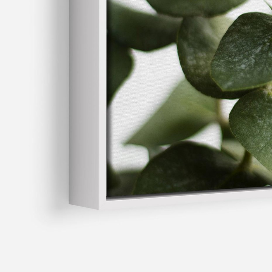 Obraz w ramie 100x70 - Zielone eukaliptusy - eukaliptus, liście - rama biała